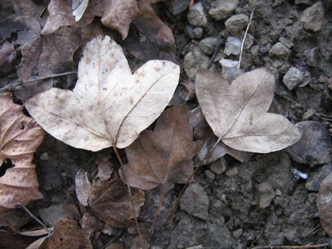 Acer monspessulanum / Acero minore